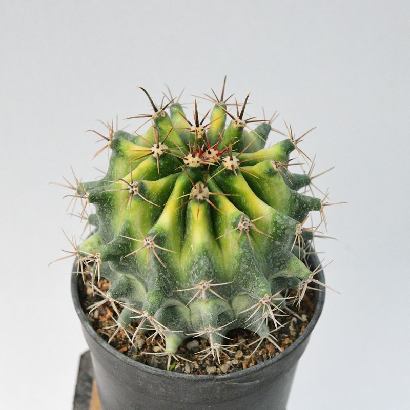 Ferocactus herrerae Hybrid Variegated Ferocactus herrerae Hybrid Variegated