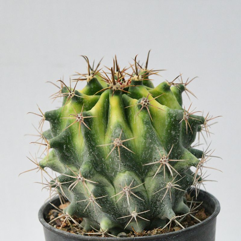 Ferocactus herrerae Hybrid Variegated