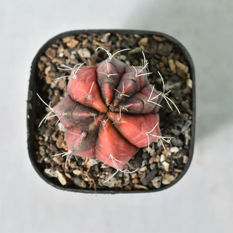 Gymnocalycium Mihanovichii Hybrid Variegated Cv. Glory