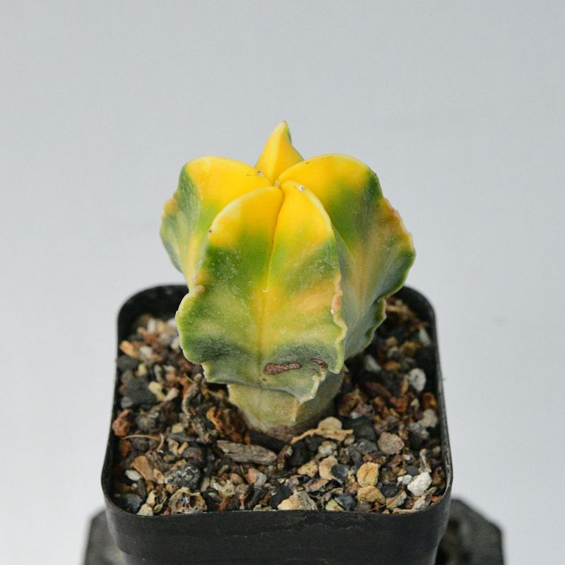 Astrophytum myriostigma nudum KOHYO