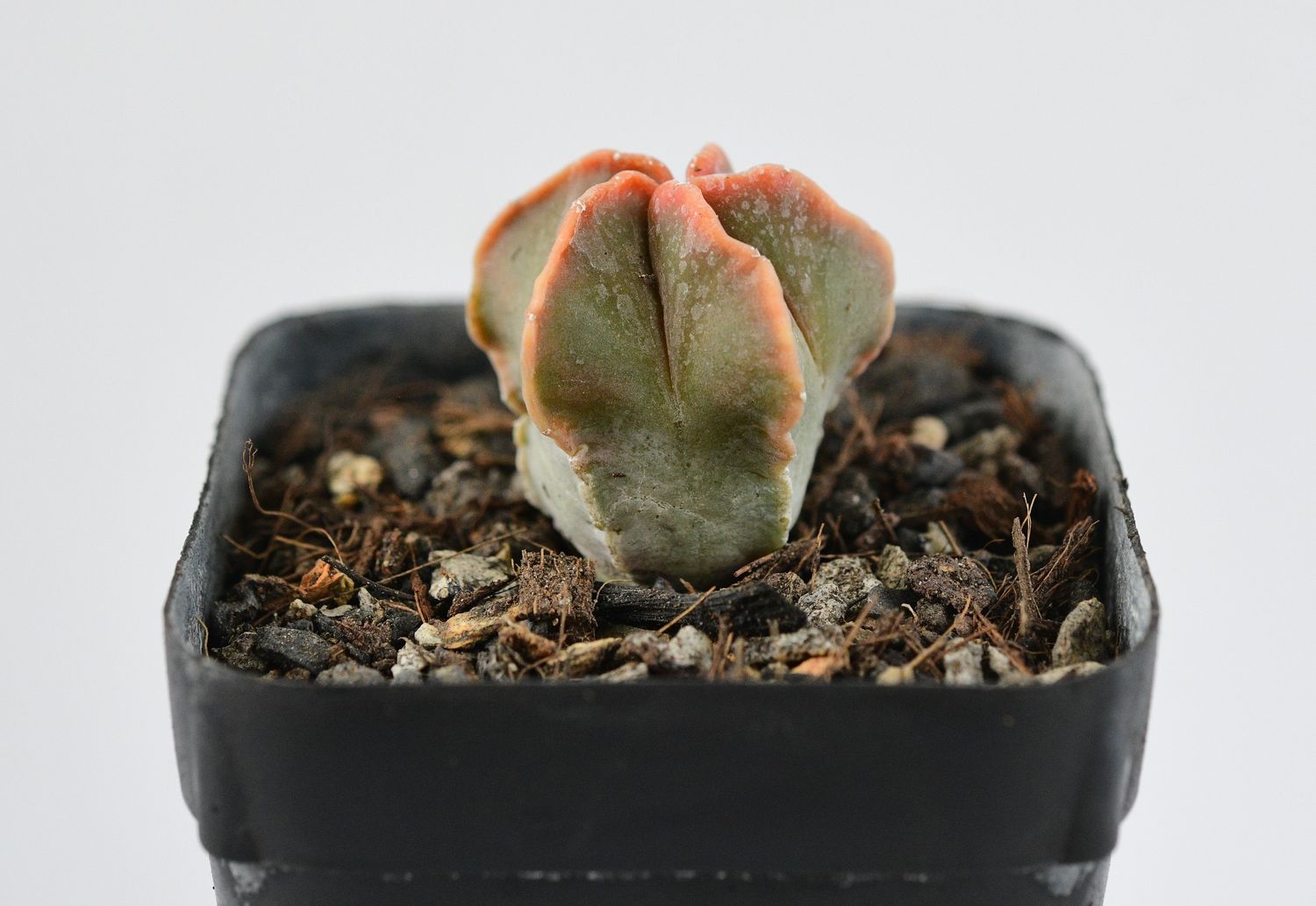Astrophytum myriostigma nudum KOHYO Astrophytum myriostigma nudum KOHYO