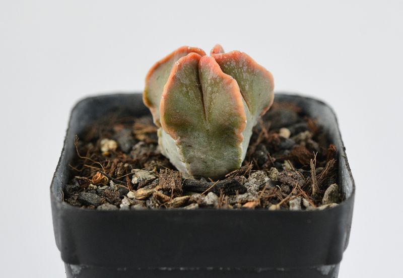 Astrophytum myriostigma nudum KOHYO Astrophytum myriostigma nudum KOHYO