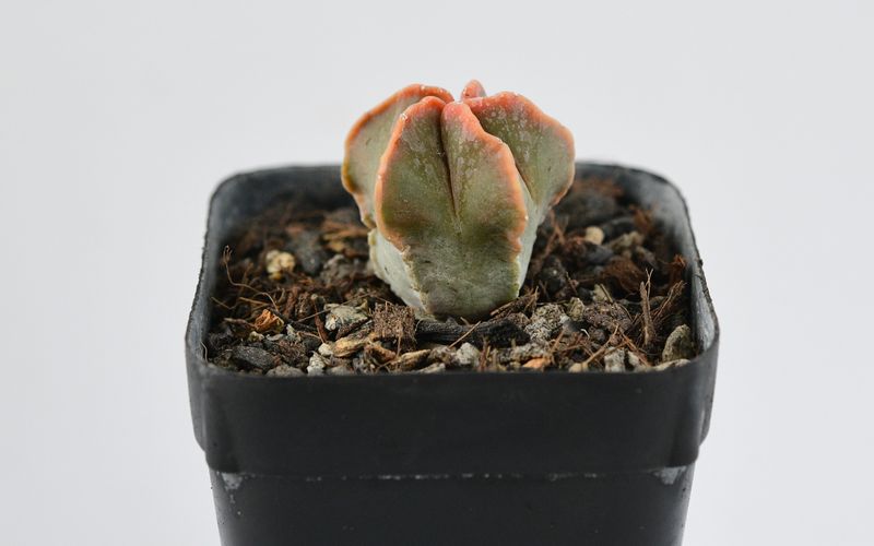 Astrophytum myriostigma nudum KOHYO