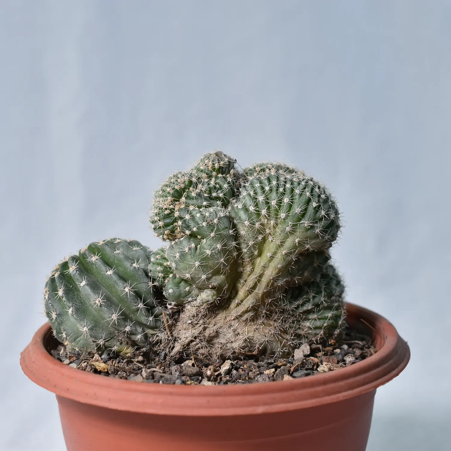 Echinopsis eyriesii crest Echinopsis eyriesii crest