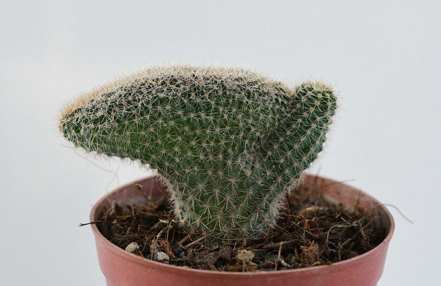 Echinopsis eyriesii crest Echinopsis eyriesii crest