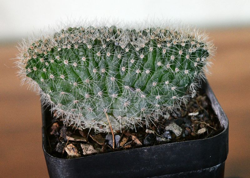 Echinopsis eyriesii crest angled side view