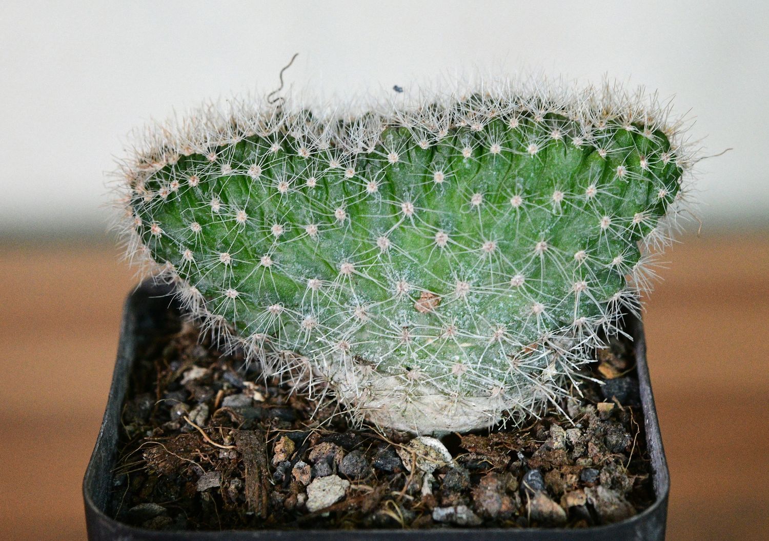 Echinopsis eyriesii crest front view