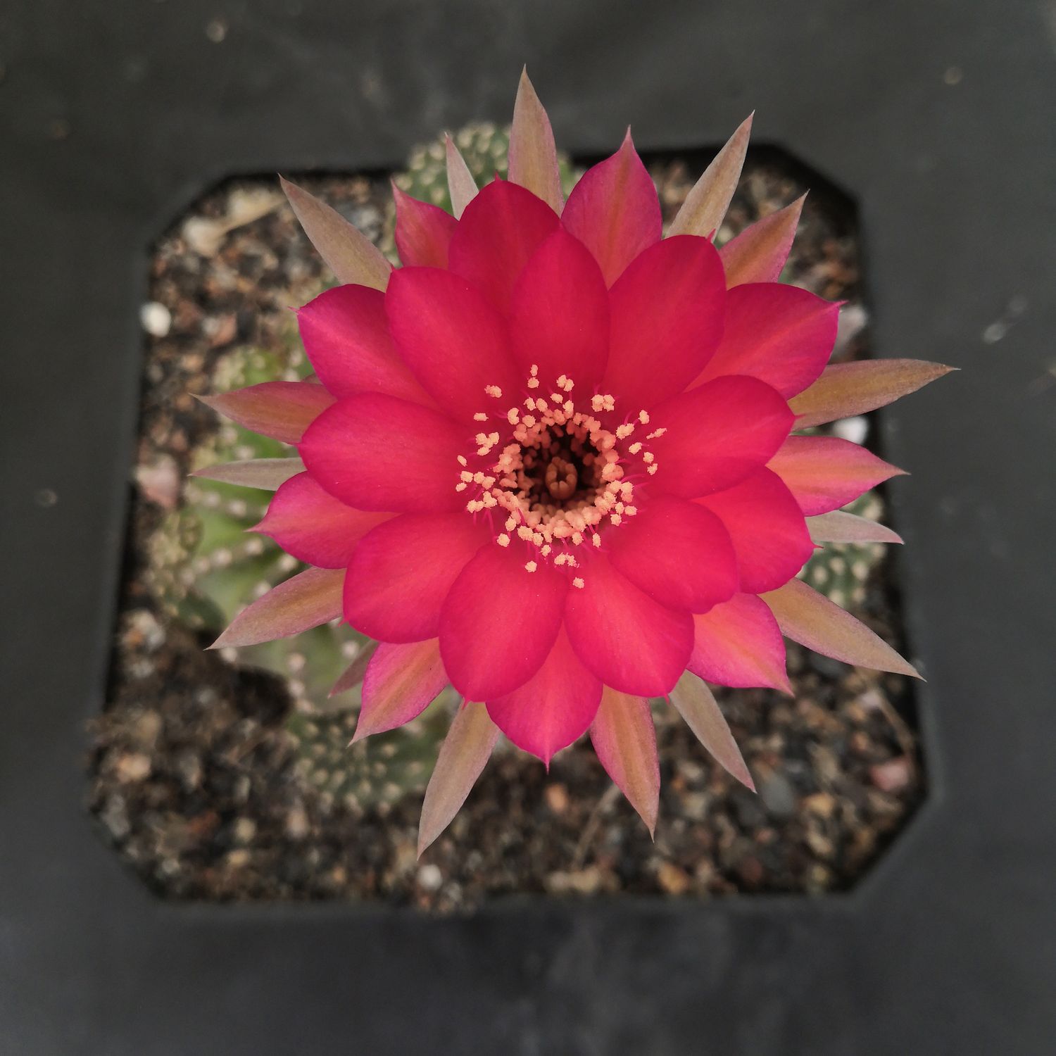 Echinopis Inermis Hybrid Dk Red Flower