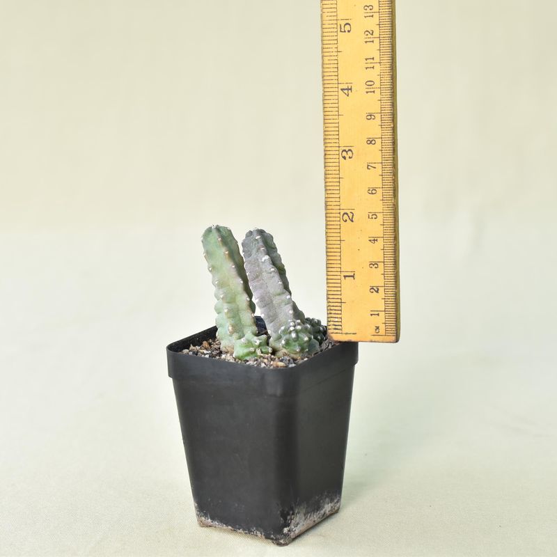 Echinocereus scheeri var. gentryi f. cucumis