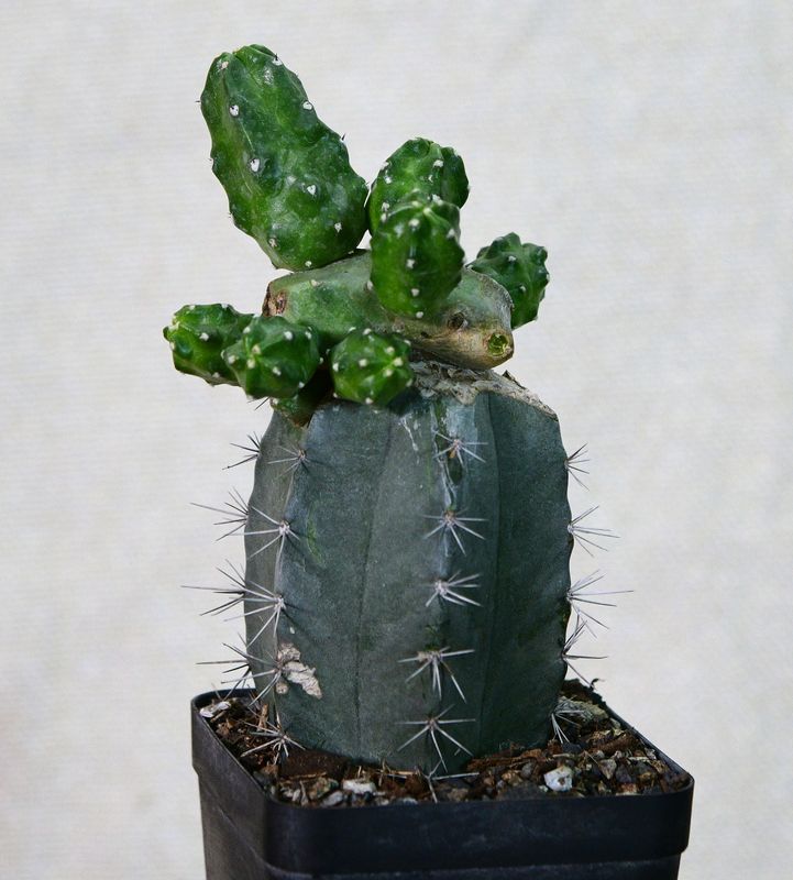 Echinocereus scheeri var. gentryi f. cucumis