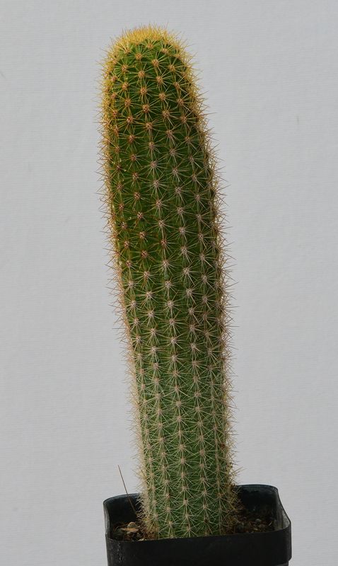Akersia cv. Otto Schultz