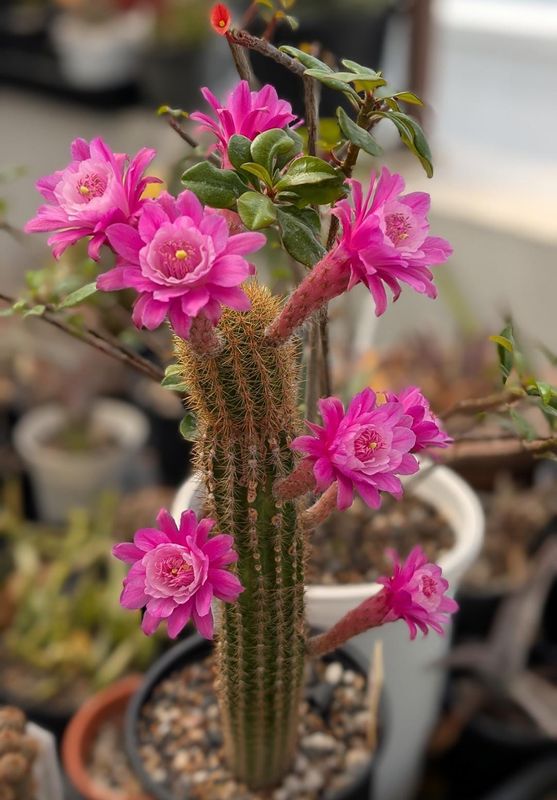 Akersia cv. Otto Schultz branching specimen with multiple pink blooms