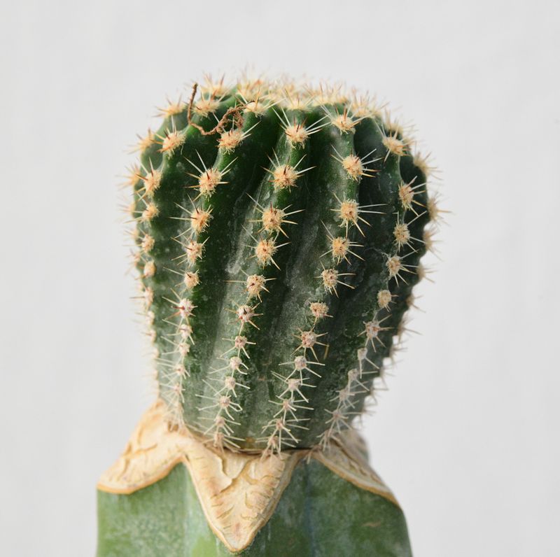 Echinopsis 'EDWARDIAN LADY' Schick hybrid