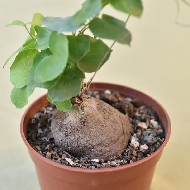 Dioscorea elephantipes
