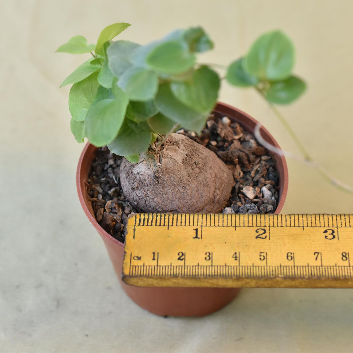 big planting pot Lucy Garden Pot  The Balcony Garden US