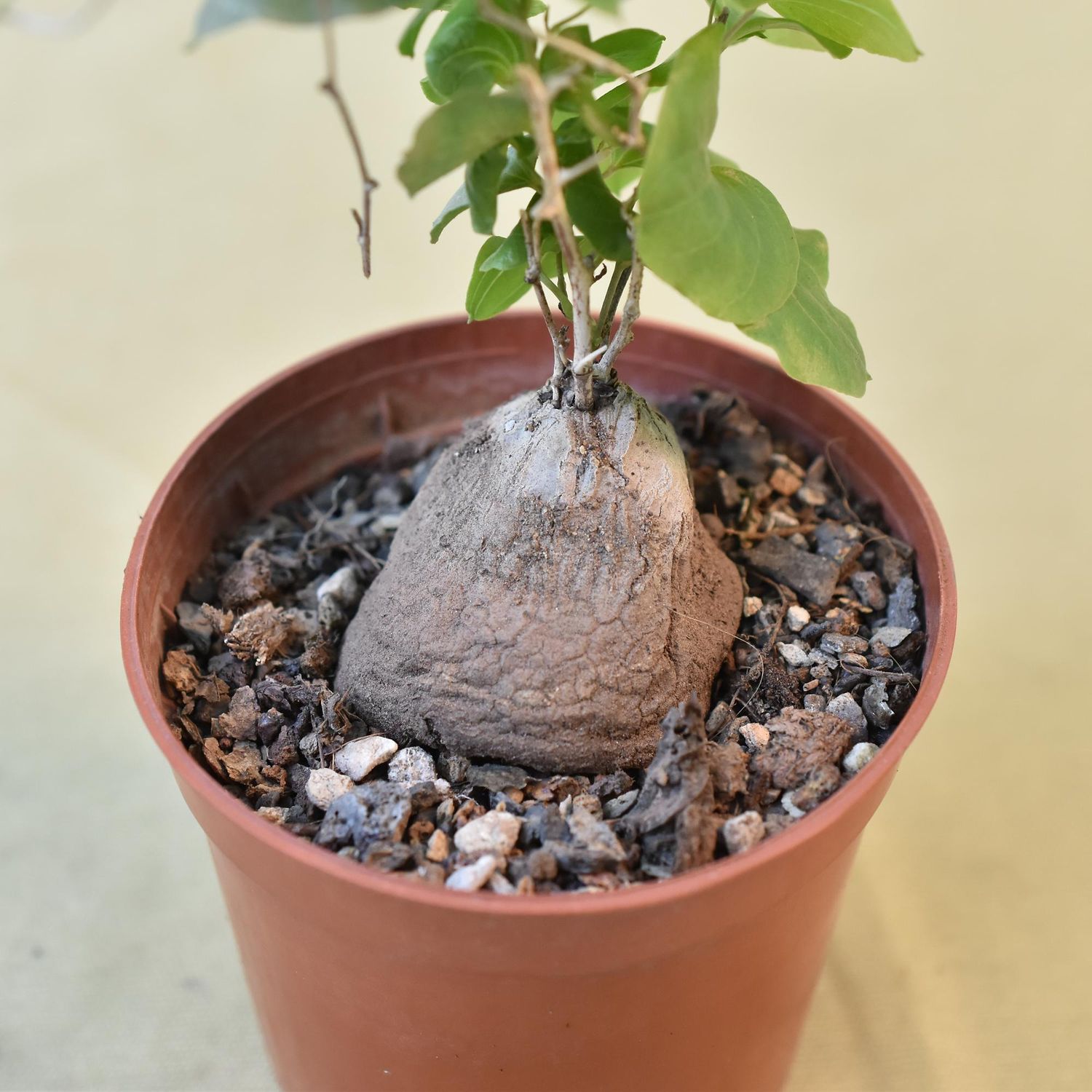 Dioscorea Elephantipes  Elephant Foot Caudex Plant with Climbing Vines