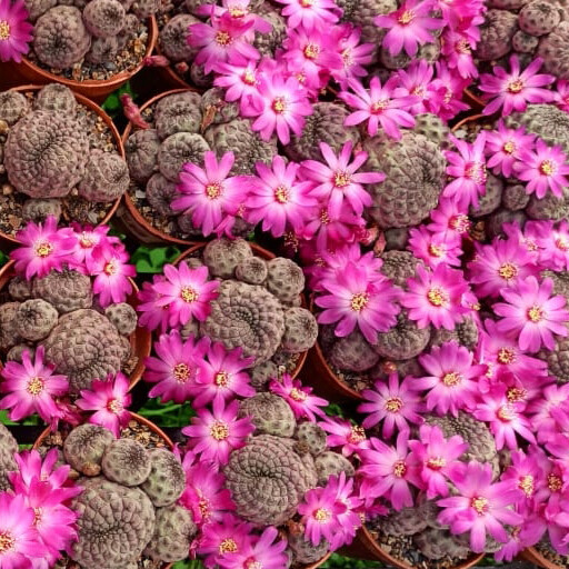 Sulcorebutia Rauschii F. Violacidermis (Grafted) Flower View 