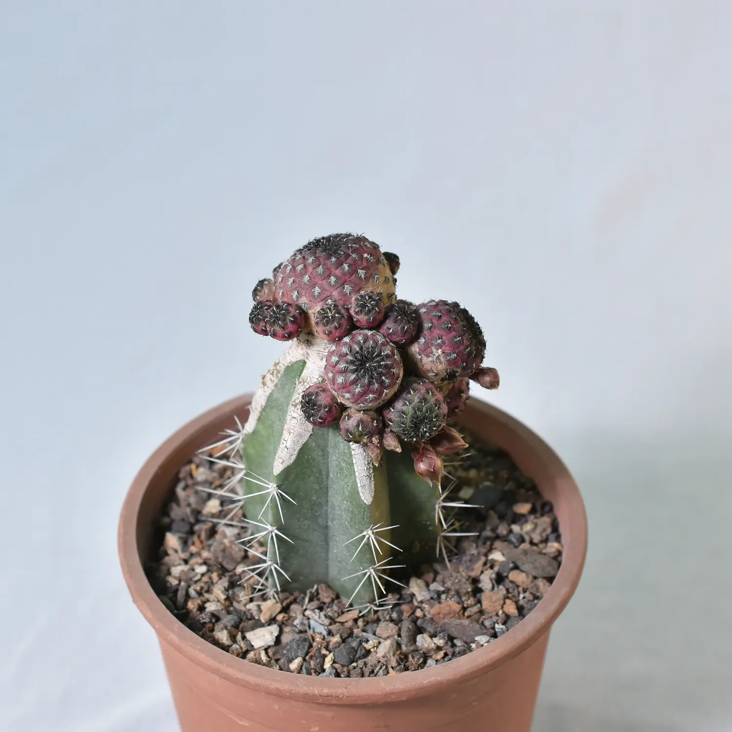 Get Sulcorebutia Rauschii Violacidermis Grafted