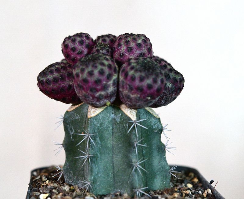 Sulcorebutia rauschii F. Violacidermis (Grafted) close-up crest crown