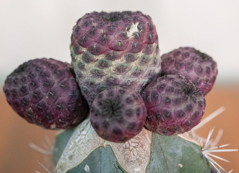 Sulcorebutia rauschii F. Violacidermis (Grafted) cluster of purple-toned globular bodies close-up