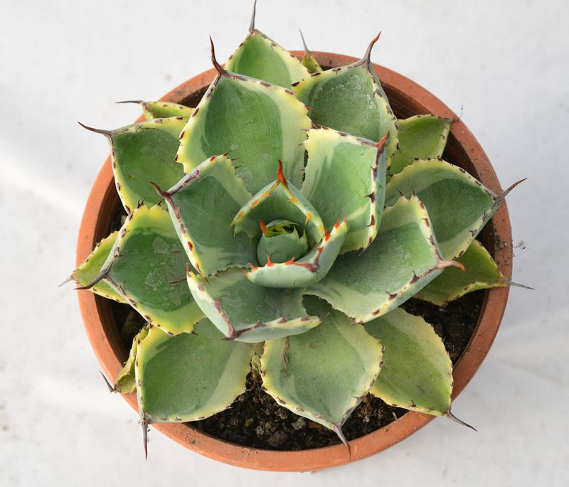 Agave potatorum kichiokan marginata (Dwarf var. butterfly agave)
