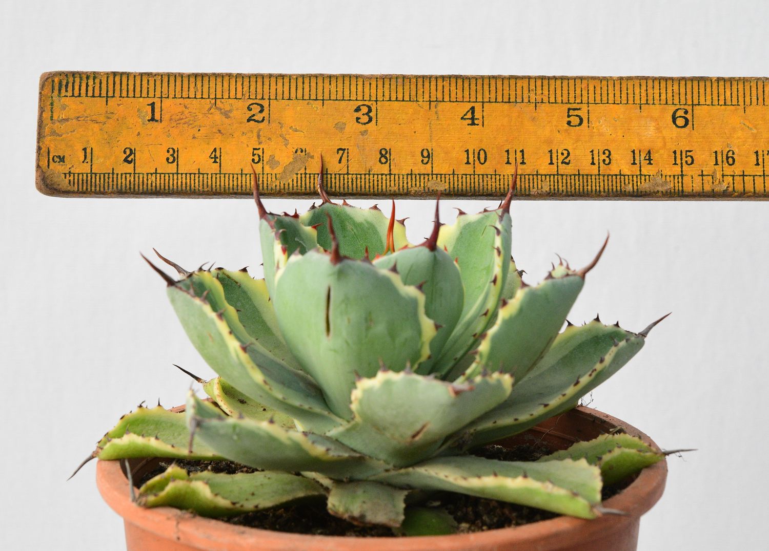 Agave potatorum kichiokan marginata (Dwarf var. butterfly agave)