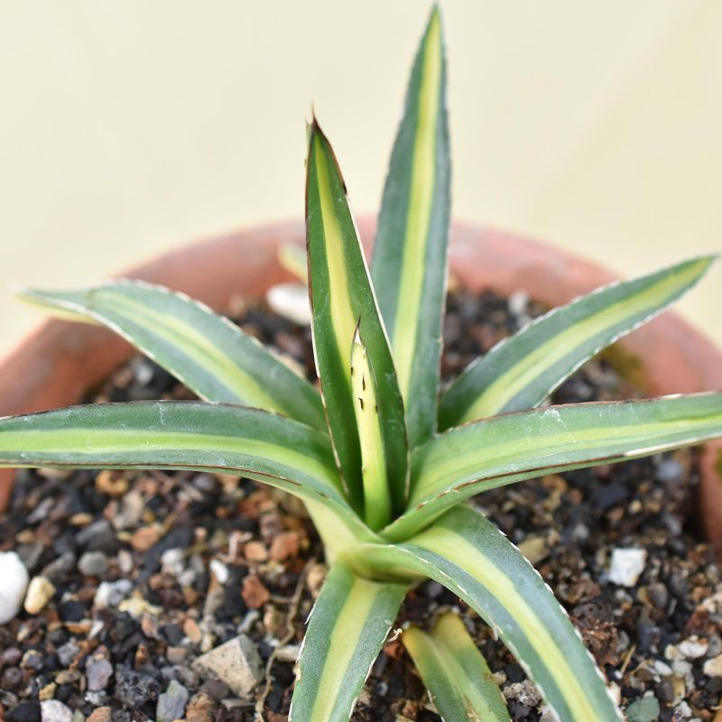 Agave victoriae-reginae mediopicta variegated