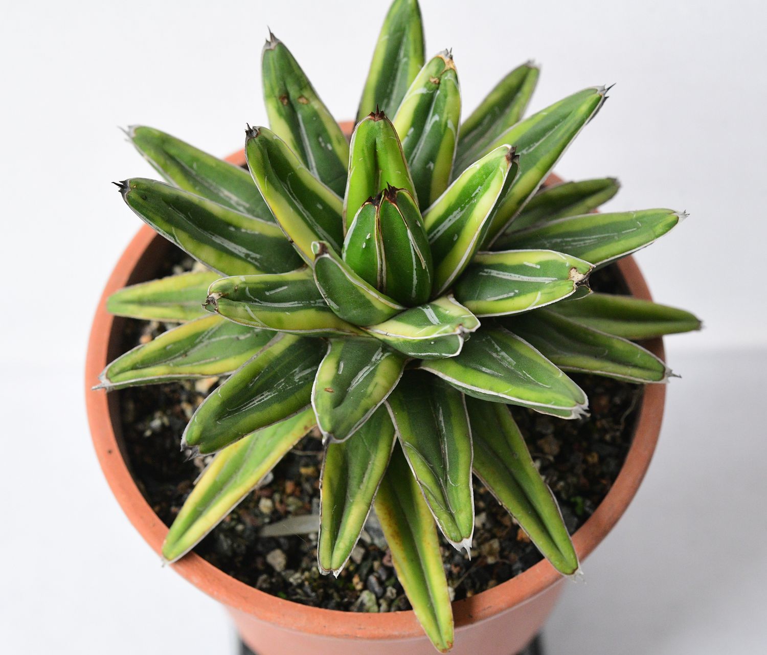 Agave victoria-Reginae cv Thunder and Lightening Agave victoria-Reginae cv Thunder and Lightening top-down view