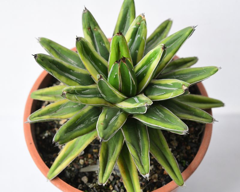 Agave victoria-Reginae cv Thunder and Lightening overhead perspective