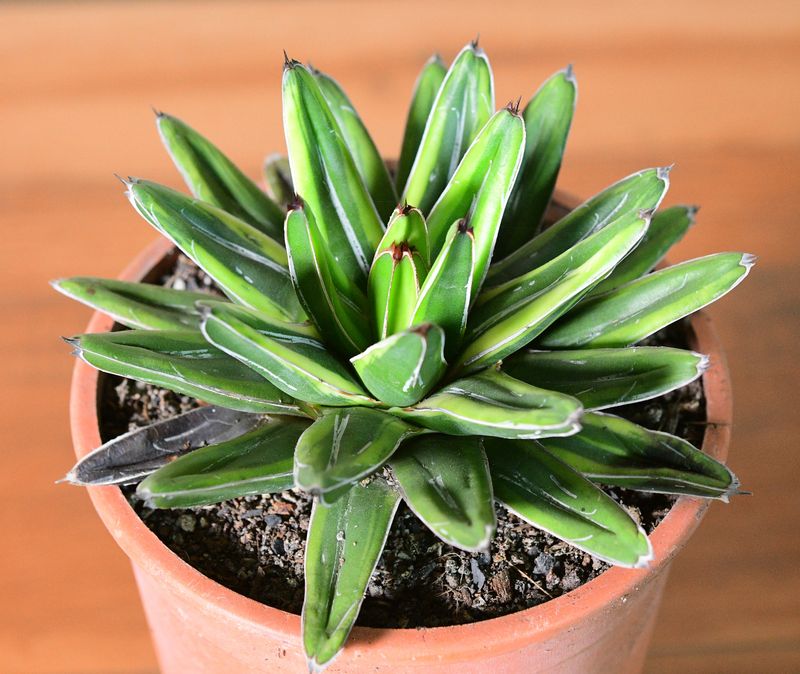 Agave victoria-Reginae cv Thunder and Lightening front view in terracotta pot