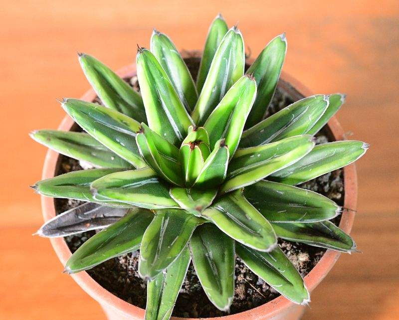 Agave victoria-Reginae cv Thunder and Lightening Agave victoria-Reginae cv Thunder and Lightening top-down view