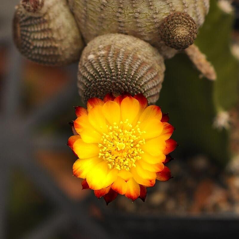 Rebutia Einsteinii Var. Gonjianii