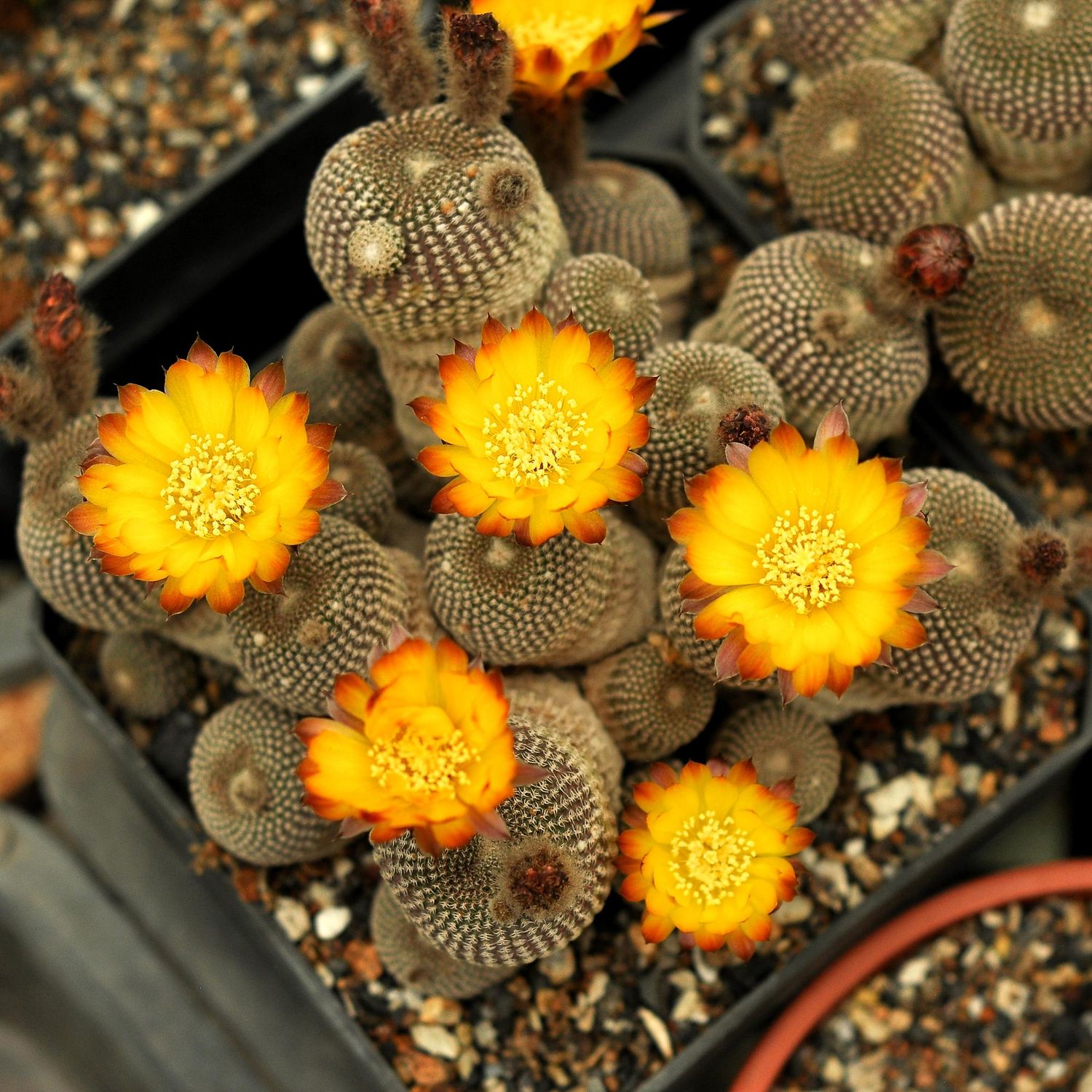 Rebutia Einsteinii Var. Gonjianii-With Flower