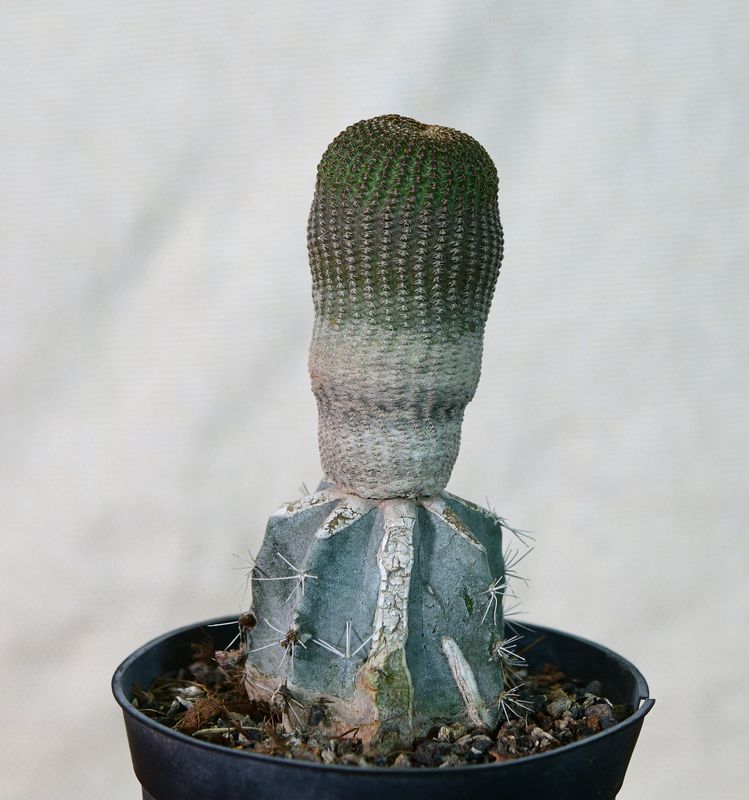 Rebutia einsteinii Var. gonjianii young plant with whitish lower body