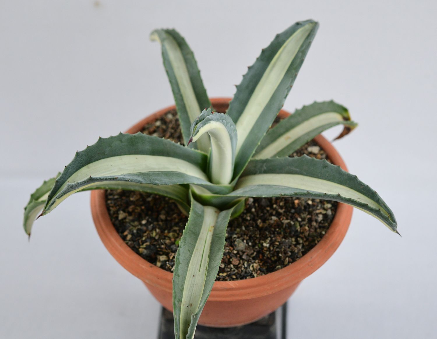 Agave americana Mediopicta alba Agave americana Mediopicta alba