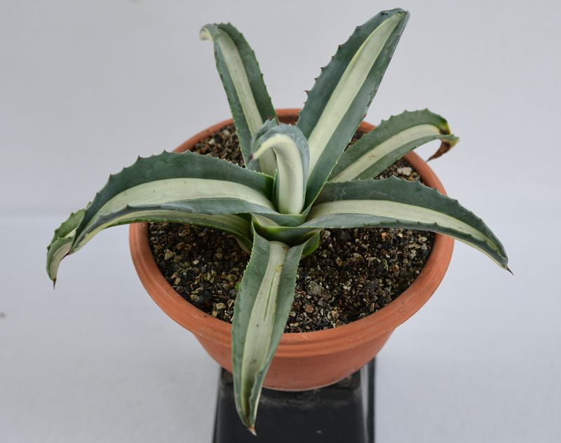 Agave americana Mediopicta alba