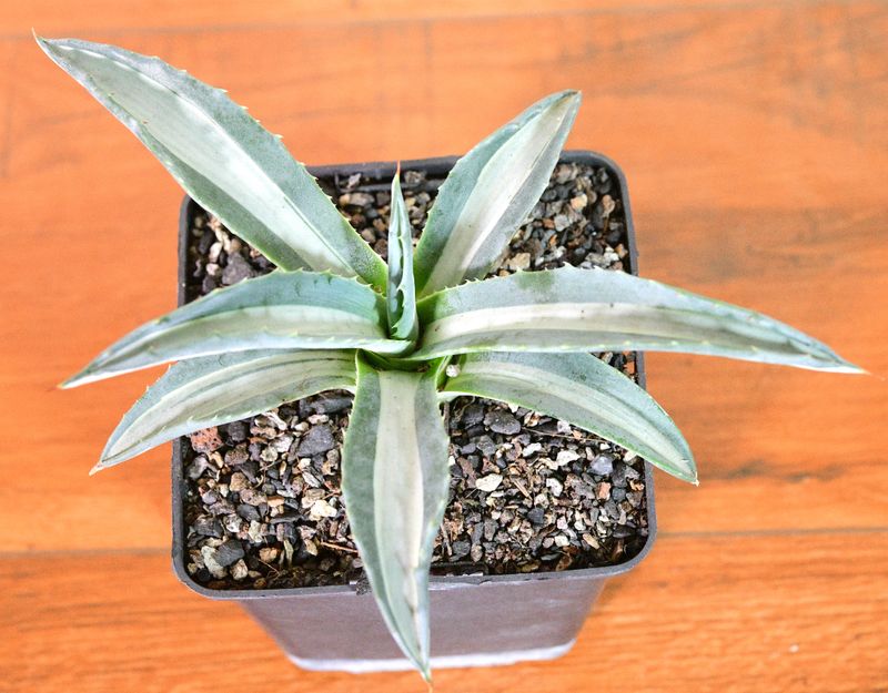 Agave americana Mediopicta alba front view
