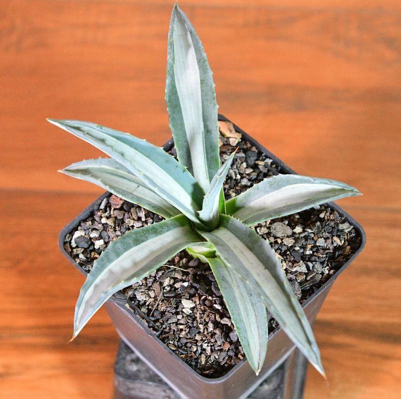 Agave americana Mediopicta alba Agave americana Mediopicta alba top-down view