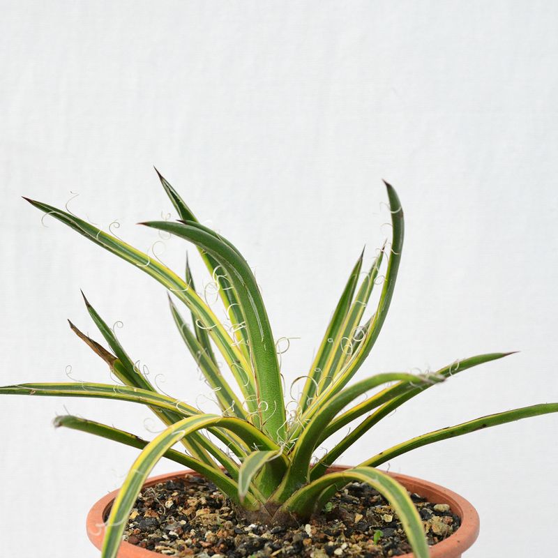 Agave leopoldi variegated cv Hammertime