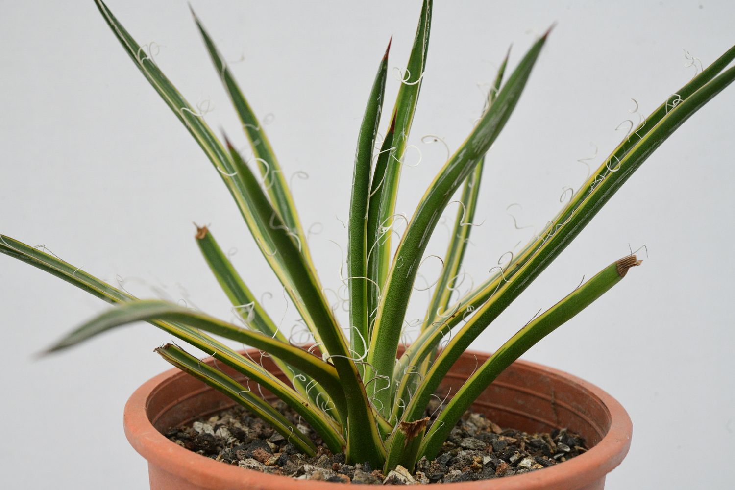 Agave leopoldi variegated cv Hammertime Agave leopoldi variegated cv Hammertime