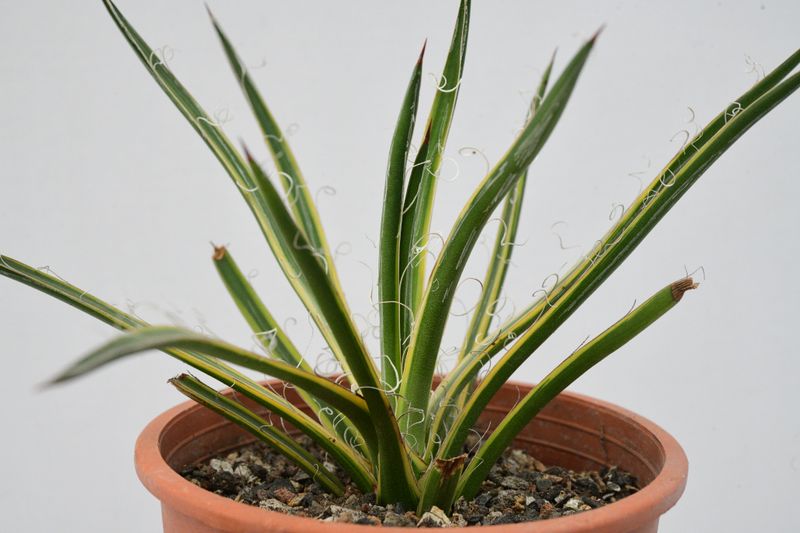 Agave leopoldi variegated cv Hammertime Agave leopoldi variegated cv Hammertime