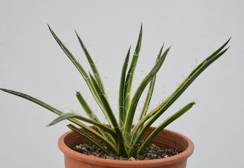 Agave leopoldi variegated cv Hammertime