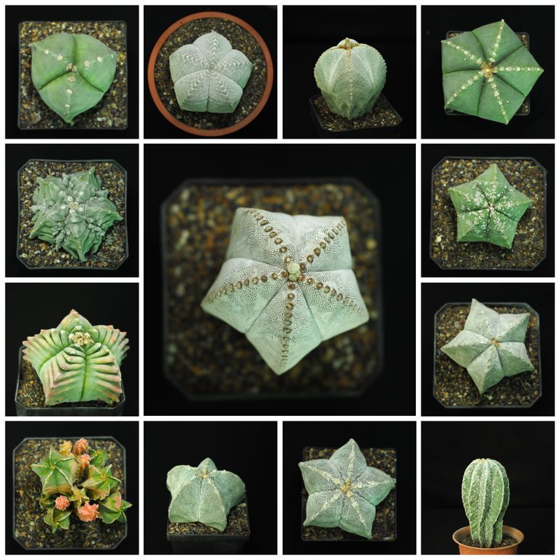 Astrophytum myriostigma Mix vars collection showing multiple varieties
