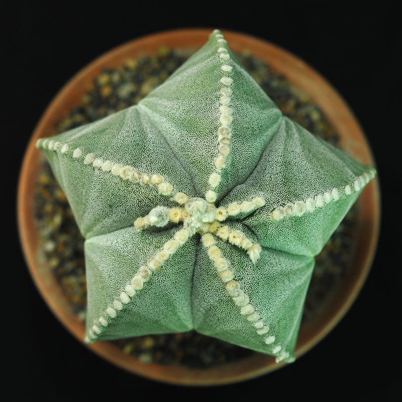 Astrophytum myriostigma Mix vars top-down view in terracotta pot