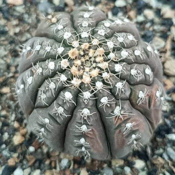 Gymnocalycium ragonesei top-down close-up view