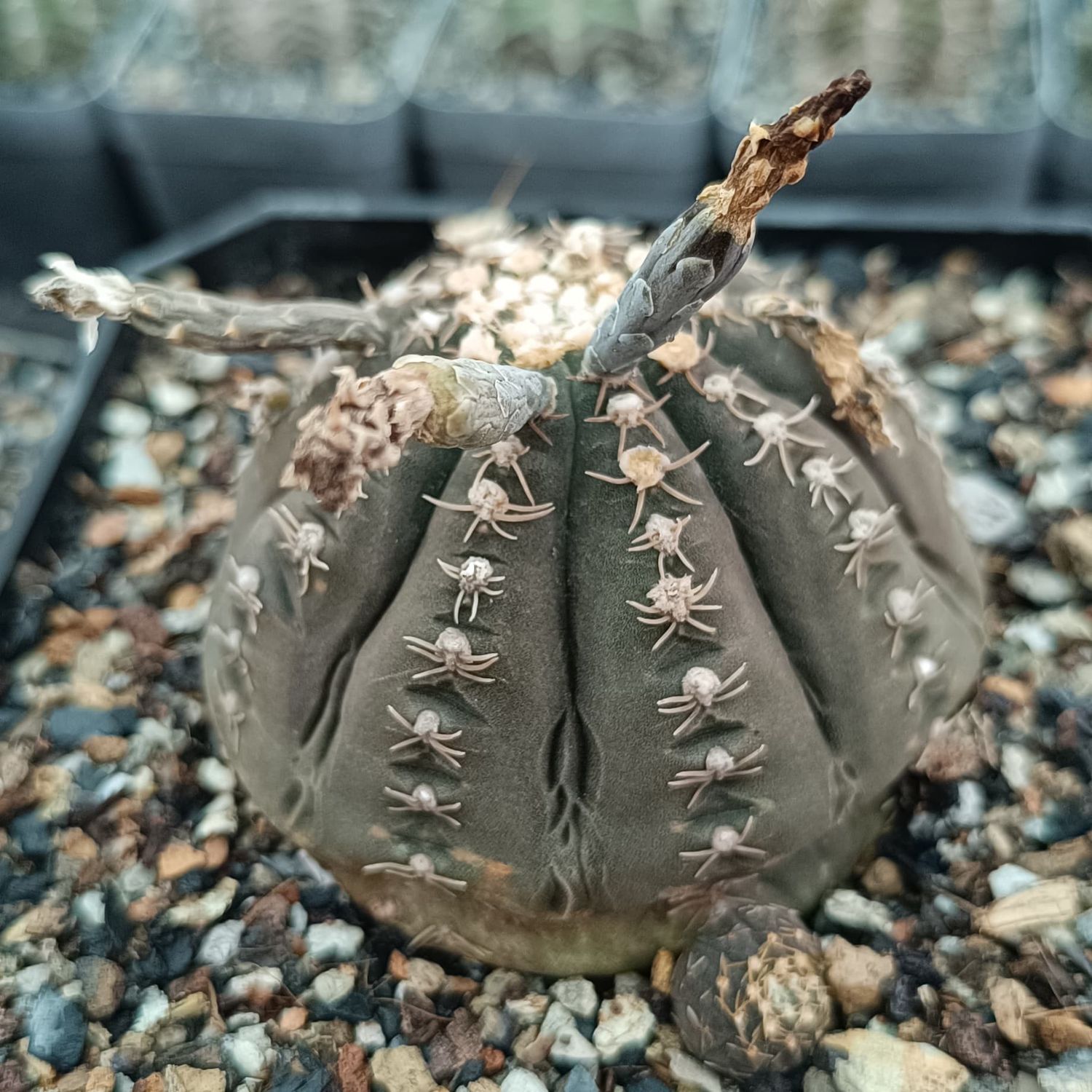 Seeds of Gymnocalycium ragonesei