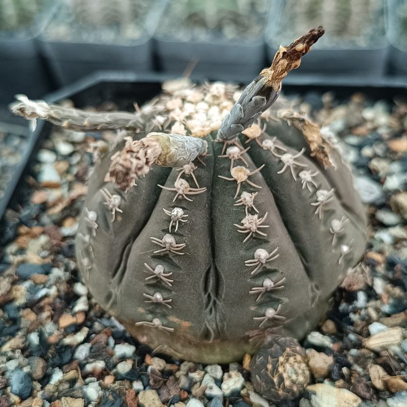 Gymnocalycium ragonesei single specimen with dried flower