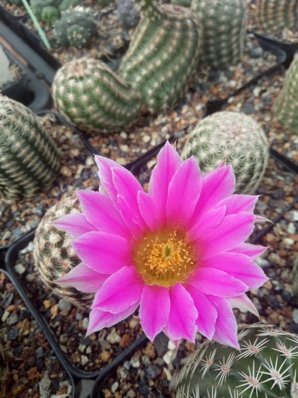 Echinocereus bristolii var. pseudopectinatus in bloom with single magenta flower