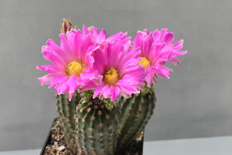 Echinocereus bristolii var. pseudopectinatus with multiple magenta flowers clustered on top