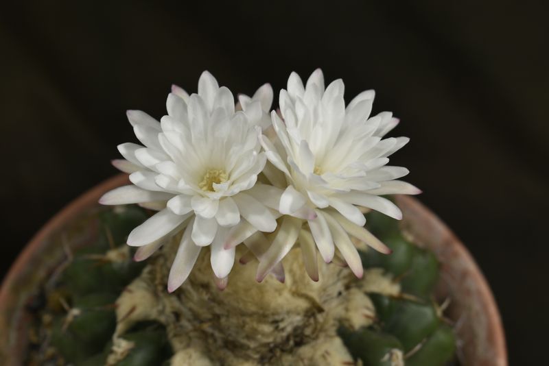 Discocactus chrystallophorus Form HU 582 Minas Gerais flowering close-up view